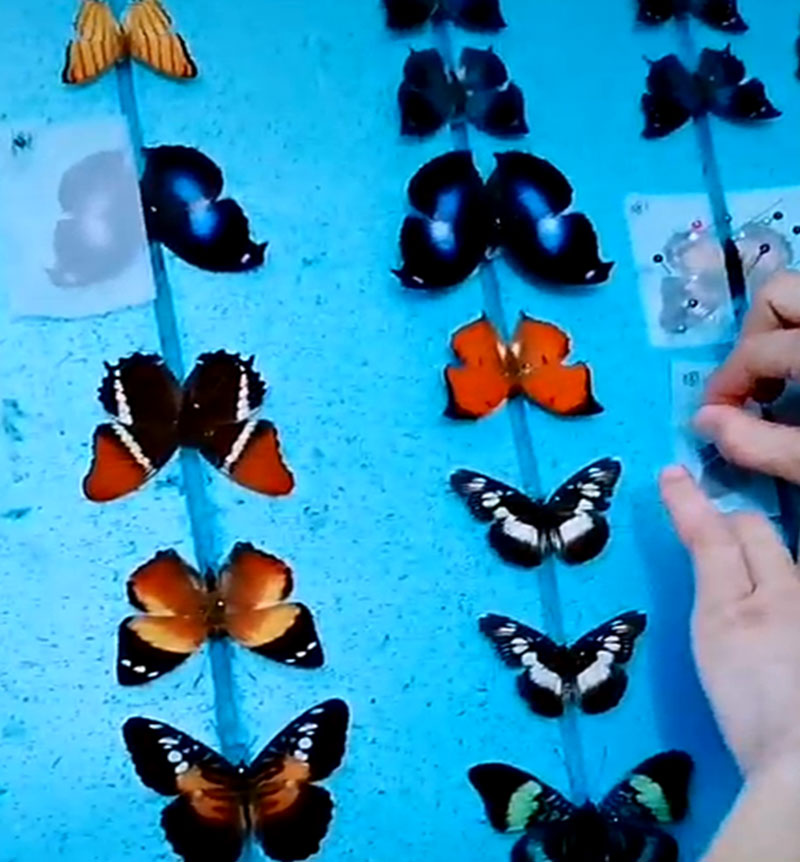 Butterfly Specimens Real Butterfly Specimens Insect Specimen Transparent Boxed Wings Imported arts and crafts Butterfly Specimens Real Butterfly Specimens Insect Specimen Transparent Boxed Wings Imported arts and crafts