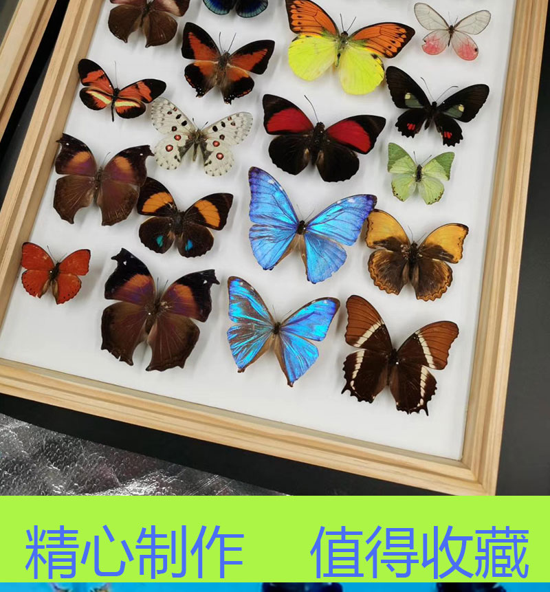 Butterfly Specimens Real Butterfly Specimens Insect Specimen Transparent Boxed Wings Imported arts and crafts Butterfly Specimens Real Butterfly Specimens Insect Specimen Transparent Boxed Wings Imported arts and crafts