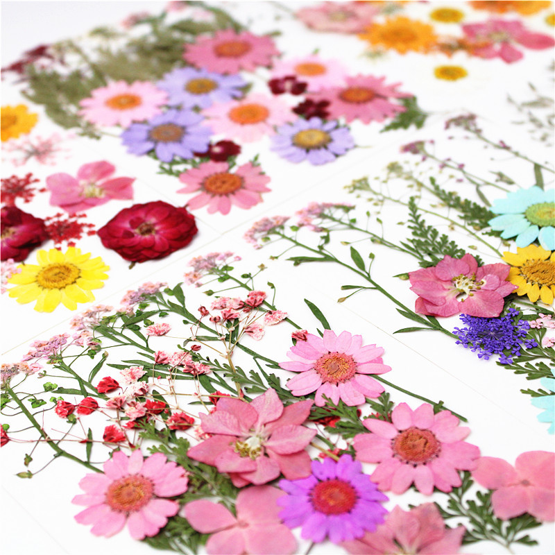 Pressed Flower Embossed Dried Flower Embossing Material Package Leaves Stickers Real Flower Real Plant Specimen