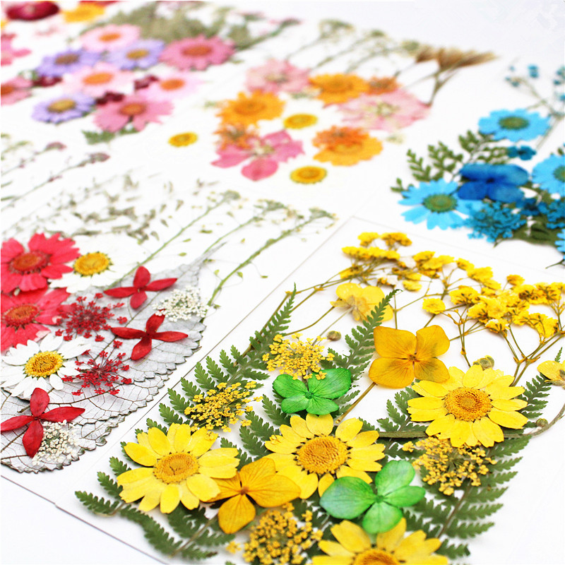Pressed Flower Embossed Dried Flower Embossing Material Package Leaves Stickers Real Flower Real Plant Specimen