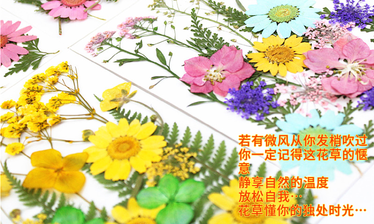 Pressed Flower Embossed Dried Flower Embossing Material Package Leaves Stickers Real Flower Real Plant Specimen