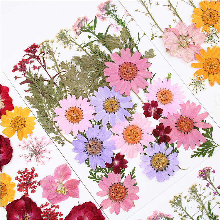 Pressed Flower Embossed Dried Flower Embossing Material Package Leaves Stickers Real Flower Real Plant Specimen