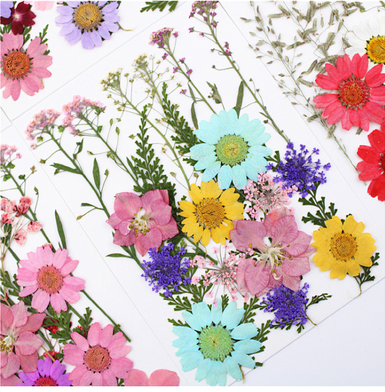 Pressed Flower Embossed Dried Flower Embossing Material Package Leaves Stickers Real Flower Real Plant Specimen
