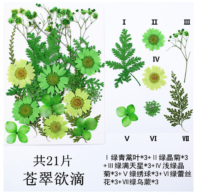Pressed Flower Embossed Dried Flower Embossing Material Package Leaves Stickers Real Flower Real Plant Specimen