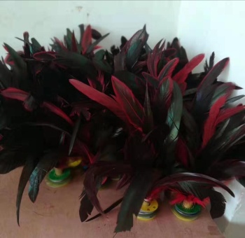 It is hoped that Shuttlecock, cock feathers, Shuttlecock, Plastic Shuttlecock, dedicated for Shuttlecock It is hoped that Shuttlecock, cock feathers, Shuttlecock, Plastic Shuttlecock, dedicated for Shuttlecock