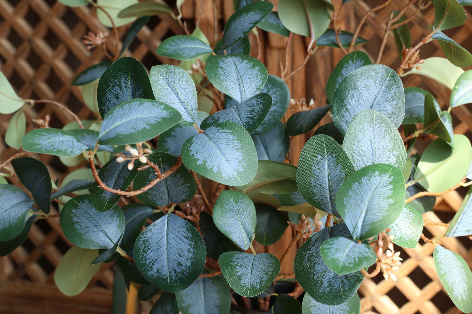 Simulation with Fruit Feel Nordic Eucalyptus Leaf Artificial Flower Plant Decoration Single Zamioculcas Leaves Eucalyptus Simulation with Fruit Feel Nordic Eucalyptus Leaf Artificial Flower Plant Decoration Single Zamioculcas Leaves Eucalyptus