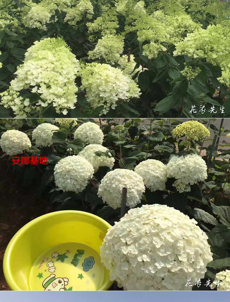 Grade Preserved Fresh Flower Keychain Making Car Hanging Accessories Gift Box Flowers DIY Auxiliary Materials Garland