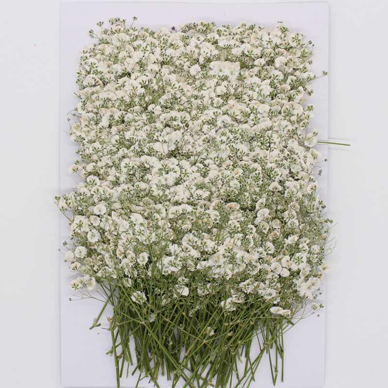 Flower Pressed Flower Natural Plant Teaching Specimen DIY Epoxy Phone Case Photo Frame Children &#039;S Activity Material