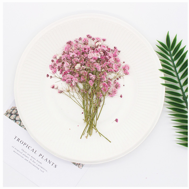 Flower Pressed Flower Natural Plant Teaching Specimen DIY Epoxy Phone Case Photo Frame Children &#039;S Activity Material