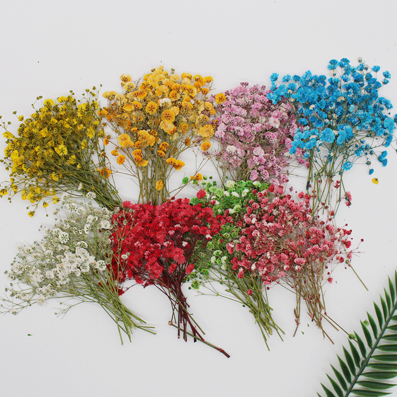 Flower Pressed Flower Natural Plant Teaching Specimen DIY Epoxy Phone Case Photo Frame Children &#039;S Activity Material