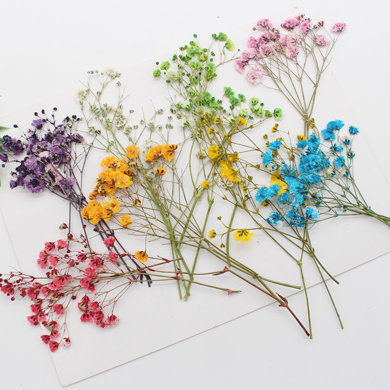 Flower Pressed Flower Natural Plant Teaching Specimen DIY Epoxy Phone Case Photo Frame Children&#039;s Activity Material