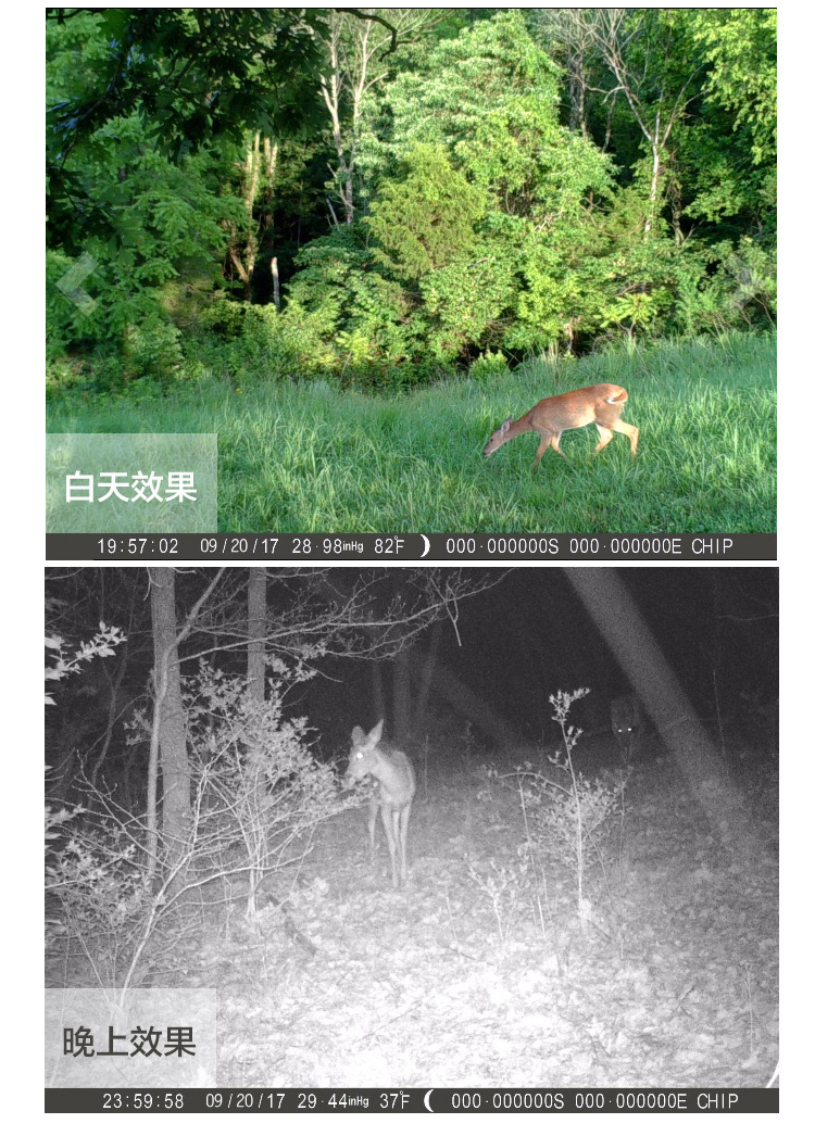 Popular Amazon Hunting Camera Infrared Surveillance Camera Outdoor HD Camera