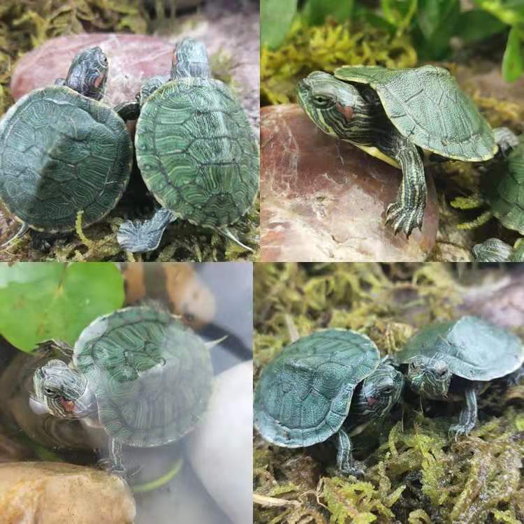 100% Survival Rate Boutique Outer Pond Brazilian Turtle Turtle Live Pet Brazil Seedlings Lucky Colorful Brazil Wholesale 100% Survival Rate Boutique Outer Pond Brazilian Turtle Turtle Live Pet Brazil Seedlings Lucky Colorful Brazil Wholesale