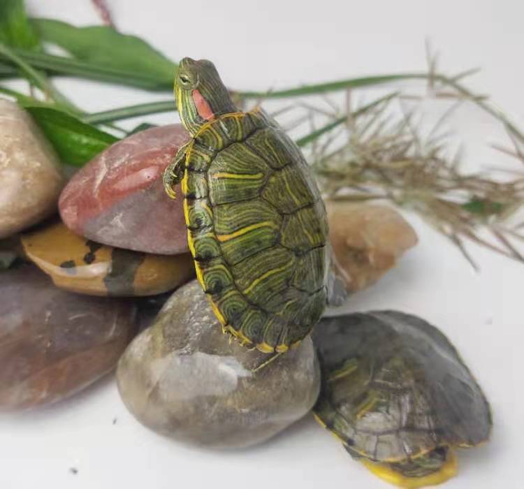100% Survival Rate Boutique Outer Pond Brazilian Turtle Turtle Live Pet Brazil Seedlings Lucky Colorful Brazil Wholesale 100% Survival Rate Boutique Outer Pond Brazilian Turtle Turtle Live Pet Brazil Seedlings Lucky Colorful Brazil Wholesale