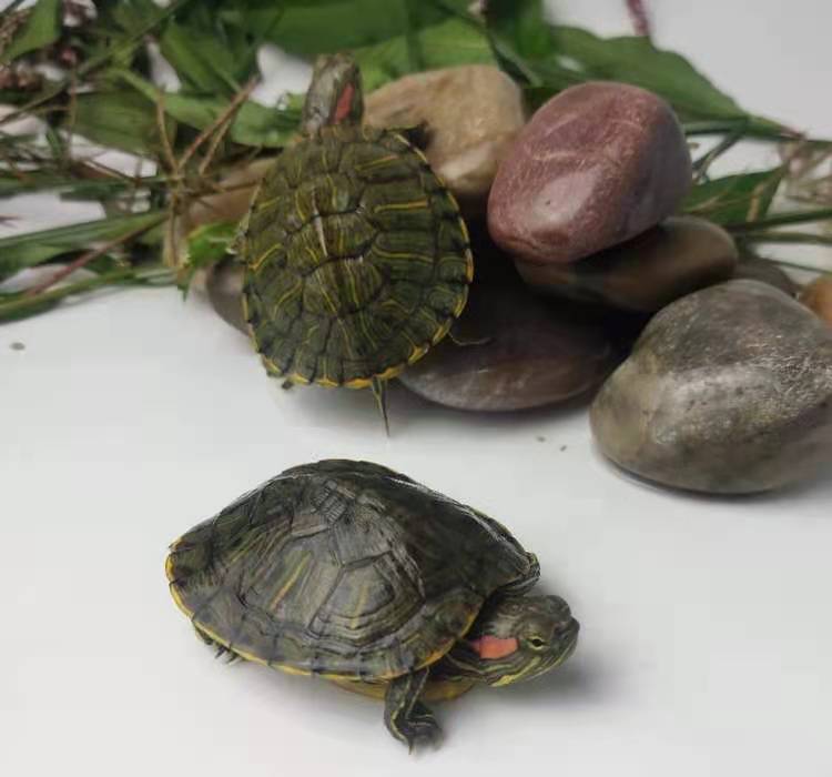 100% Survival Rate Boutique Outer Pond Brazilian Turtle Turtle Live Pet Brazil Seedlings Lucky Colorful Brazil Wholesale 100% Survival Rate Boutique Outer Pond Brazilian Turtle Turtle Live Pet Brazil Seedlings Lucky Colorful Brazil Wholesale