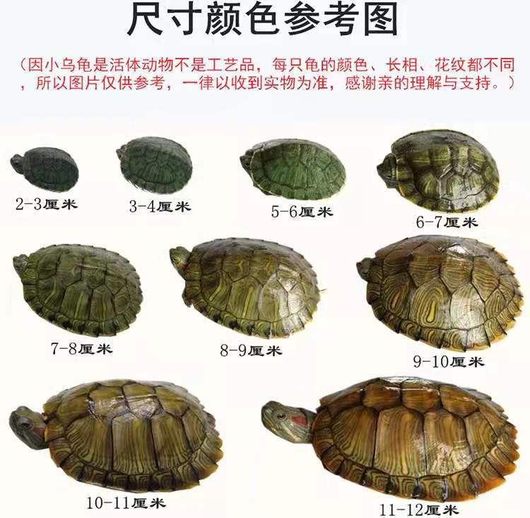 100% Survival Rate Boutique Outer Pond Brazilian Turtle Turtle Live Pet Brazil Seedlings Lucky Colorful Brazil Wholesale 100% Survival Rate Boutique Outer Pond Brazilian Turtle Turtle Live Pet Brazil Seedlings Lucky Colorful Brazil Wholesale