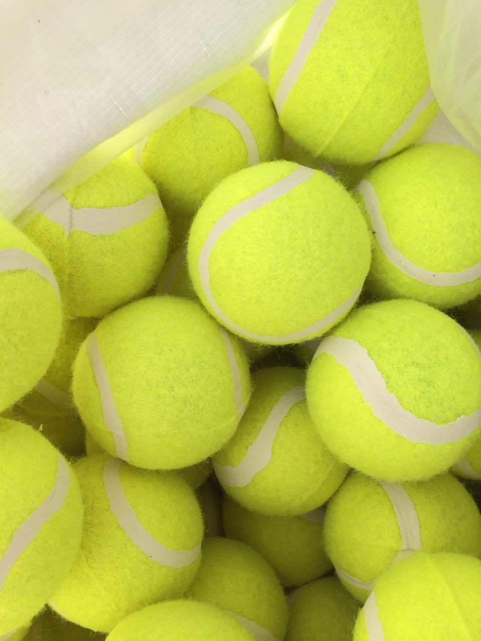 Factory Wholesale Elastic 50-60cm Pet Practice Training Tennis Level 2 Training Pet Tennis Wholesale