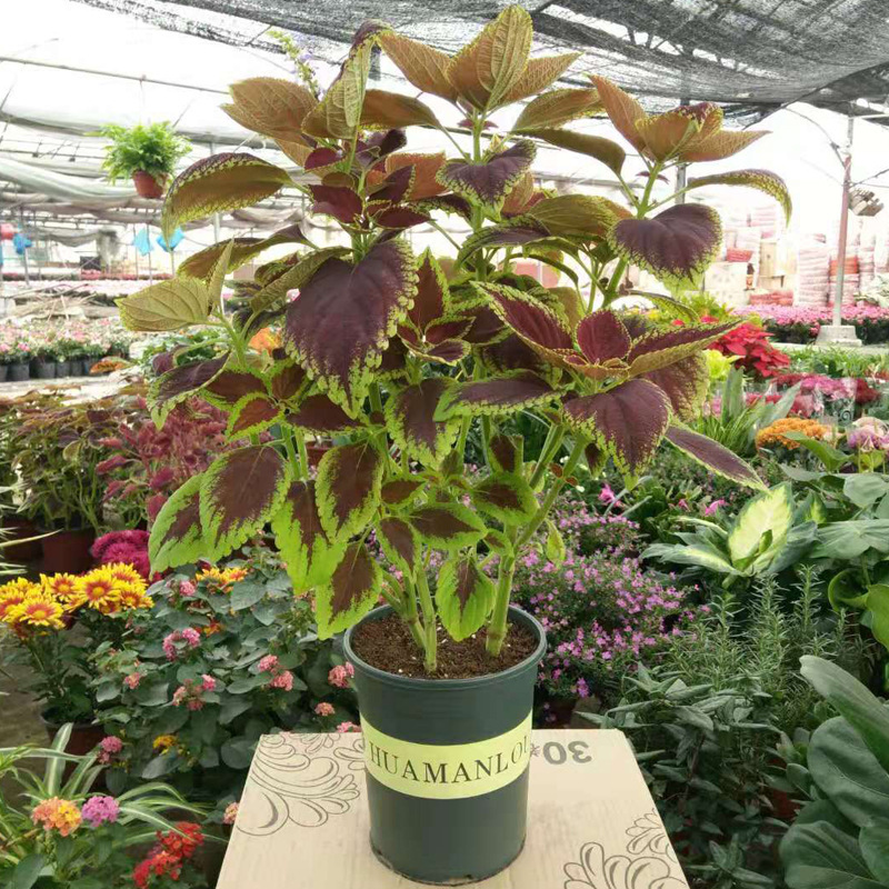 Imitate Leaves Simulation Colorful Su Wholesale Christmas Courtyard Decoration Engineering Wedding Flower Arrangement Green Plant Simulation Coleus