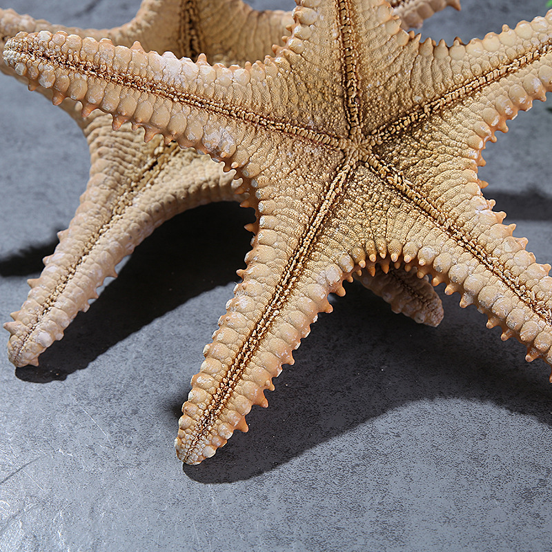 Conch Shell Natural Starfish Super Large Natural Overlord Starfish Decoration Shooting Wedding Wall Sticker Cabinet Factory Wholesale
