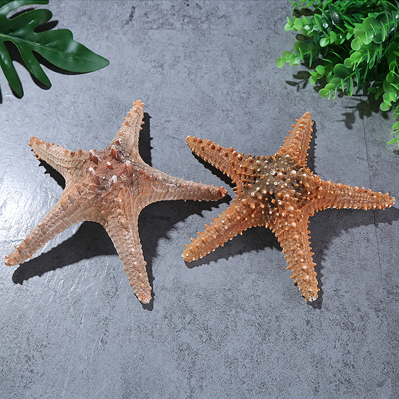 Conch Shell Natural Starfish Super Large Natural Overlord Starfish Decoration Shooting Wedding Wall Sticker Cabinet Factory Wholesale