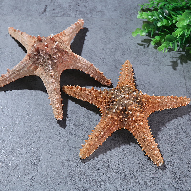 Conch Shell Natural Starfish Super Large Natural Overlord Starfish Decoration Shooting Wedding Wall Sticker Cabinet Factory Wholesale