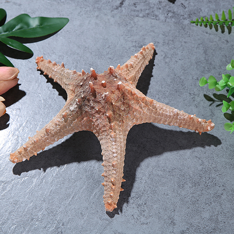 Conch Shell Natural Starfish Super Large Natural Overlord Starfish Decoration Shooting Wedding Wall Sticker Cabinet Factory Wholesale