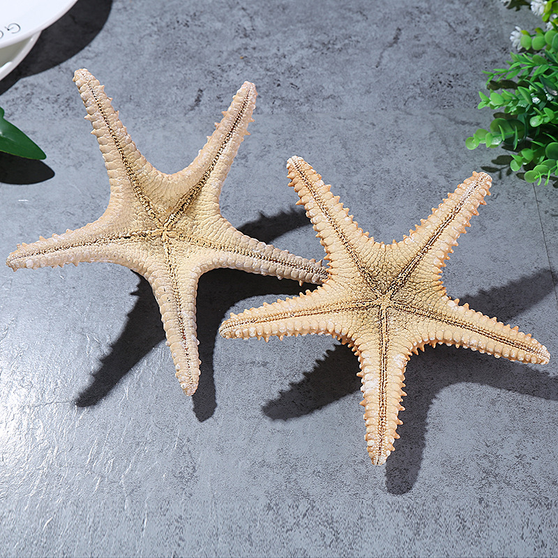 Conch Shell Natural Starfish Super Large Natural Overlord Starfish Decoration Shooting Wedding Wall Sticker Cabinet Factory Wholesale