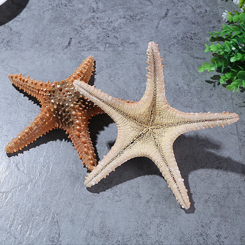 Conch Shell Natural Starfish Super Large Natural Overlord Starfish Decoration Shooting Wedding Wall Sticker Cabinet Factory Wholesale