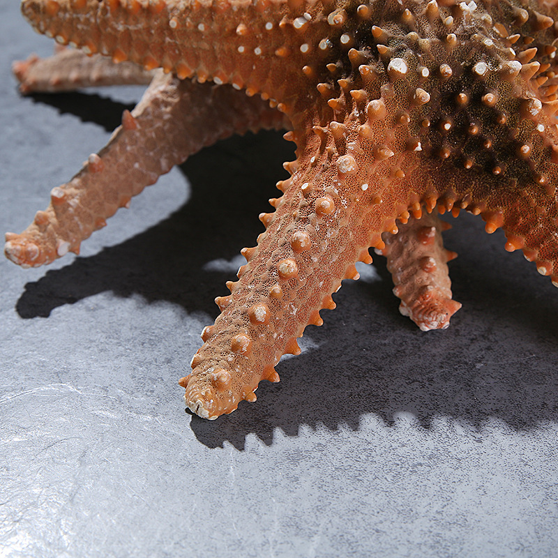 Conch Shell Natural Starfish Super Large Natural Overlord Starfish Decoration Shooting Wedding Wall Sticker Cabinet Factory Wholesale
