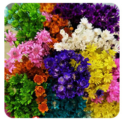 Manufacturers Supply Starry Dried Flower Bridal Headdress Shooting Props Epoxy Glass Cover Filling Dried Flowers Gypsophila