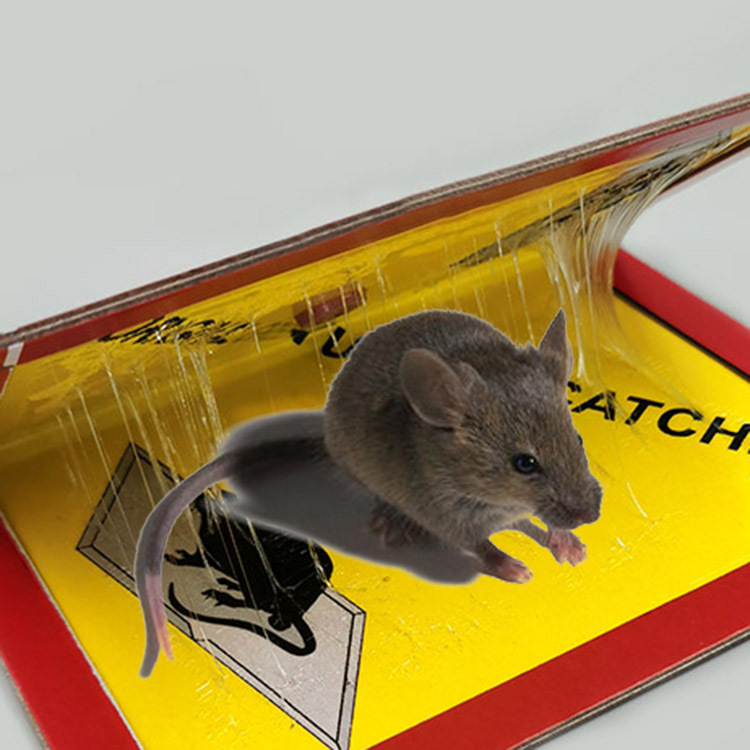 Household Thickened Mouse Sticker Bait Sticky Mouse Stickers Catch Mouse Mousetrap Mouse Trap Sticker Mouse Glue Catch Glue Mouse Traps