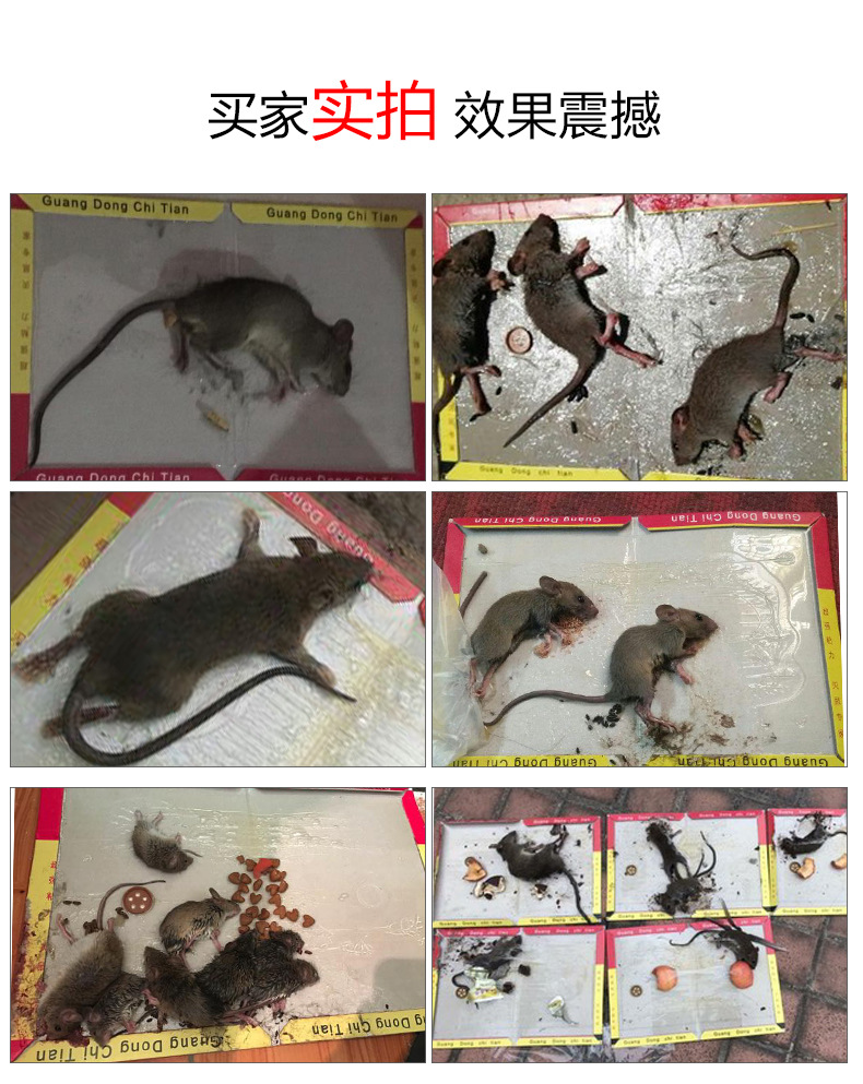 Sticky Mouse Board Mouse Trap Sticker Rat Repellent Mousetrap Rat Catching Glue Manufacturers Custom OEM Processing