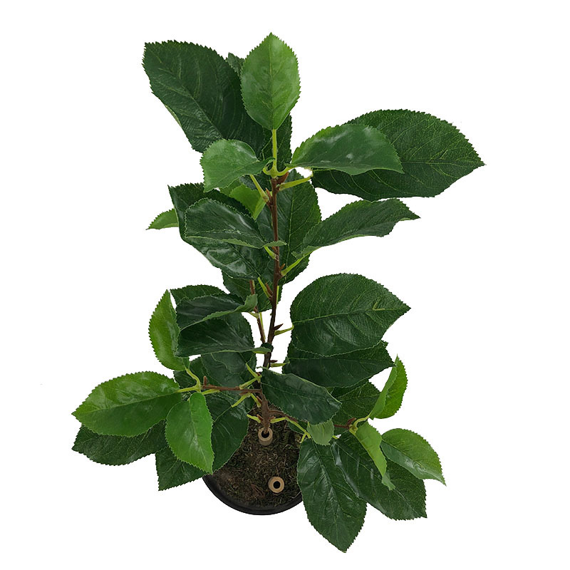 Artificial Plant Fake Pear Tree Fruit Tree Bonsai Pear Leaf Museum Background Shooting Engineering Decoration Wholesale