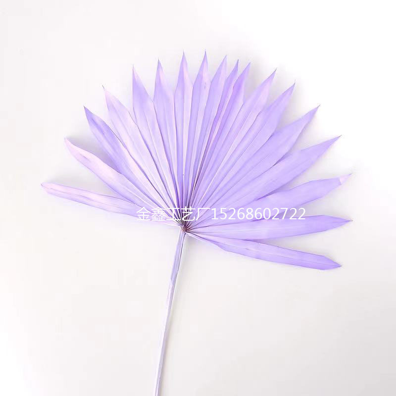 Natural Dried Flower Cattail Fan Plants Nordic Big Leaf Sunflower Palm Leaf Home Decor DIY Wedding