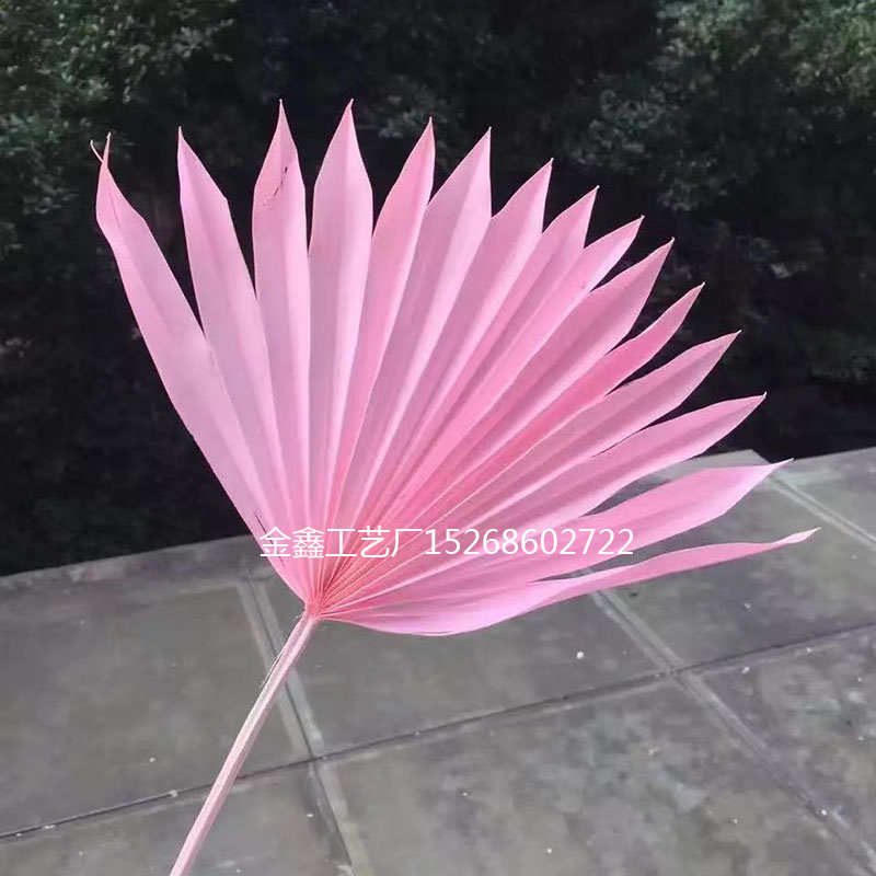 Natural Dried Flower Cattail Fan Plants Nordic Big Leaf Sunflower Palm Leaf Home Decor DIY Wedding