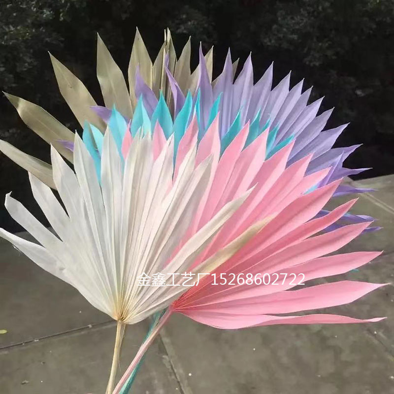 Natural Dried Flower Cattail Fan Plants Nordic Big Leaf Sunflower Palm Leaf Home Decor DIY Wedding