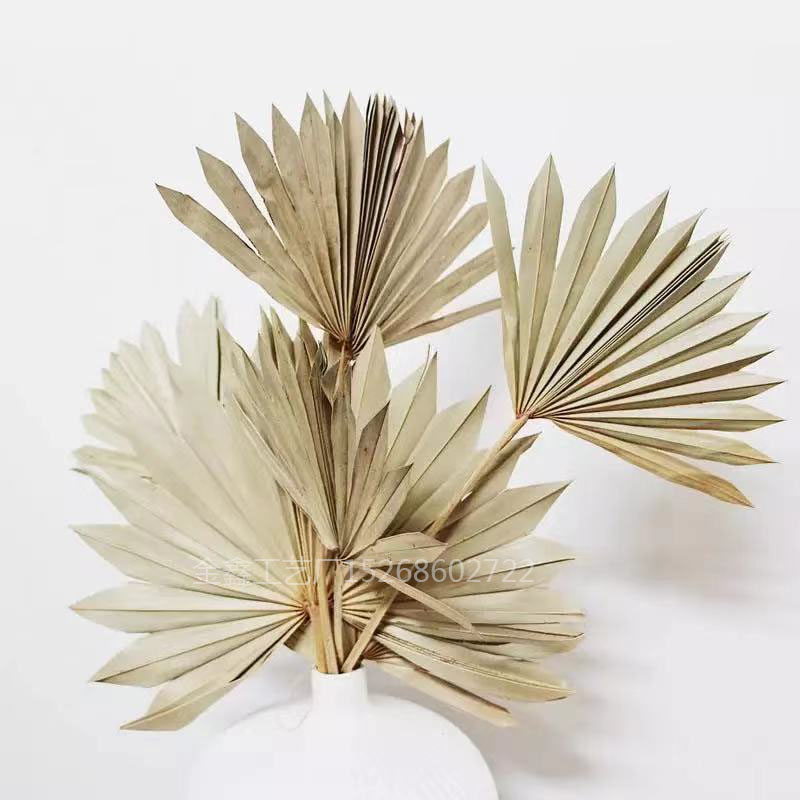 Natural Dried Flower Cattail Fan Plants Nordic Big Leaf Sunflower Palm Leaf Home Decor DIY Wedding