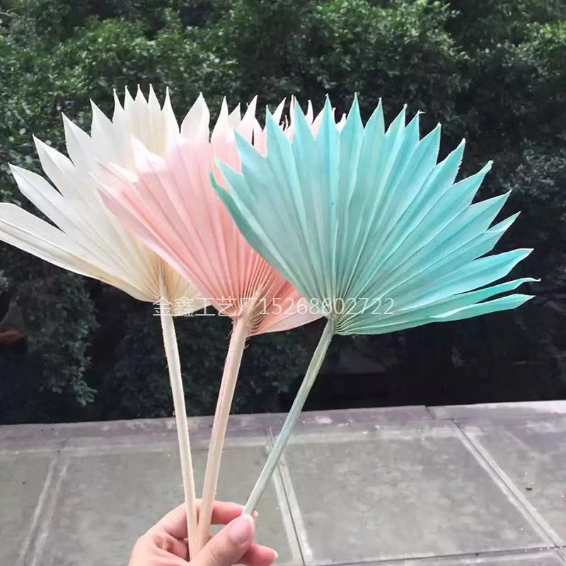Natural Dried Flower Cattail Fan Plants Nordic Big Leaf Sunflower Palm Leaf Home Decor DIY Wedding