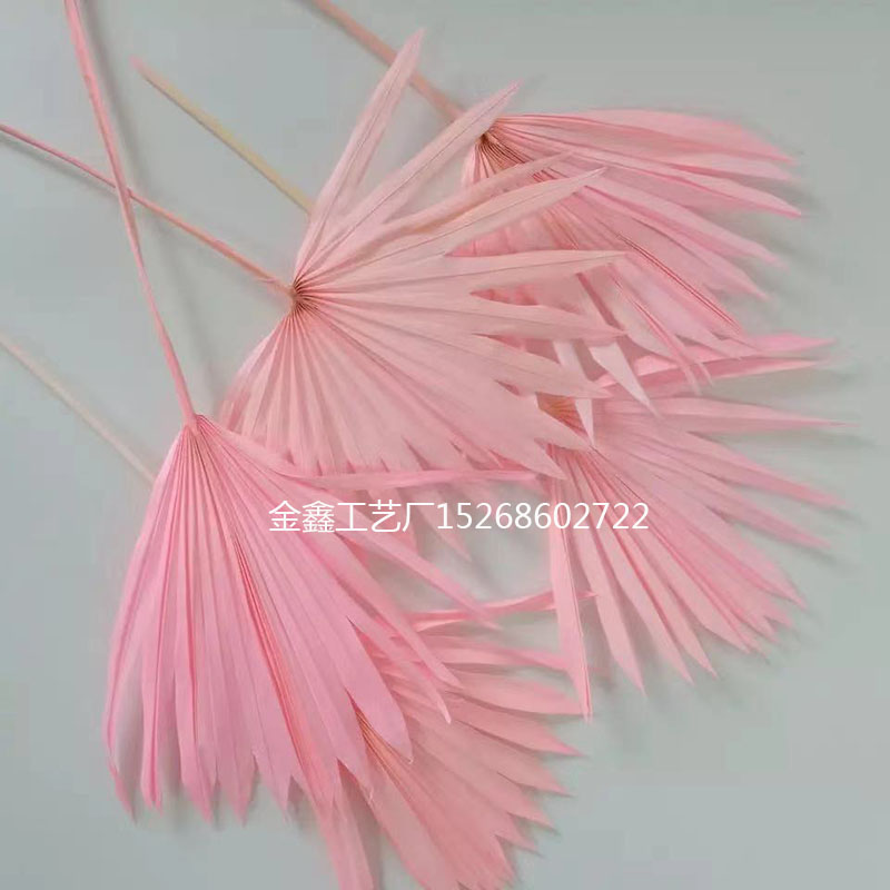 Natural Dried Flower Cattail Fan Plants Nordic Big Leaf Sunflower Palm Leaf Home Decor DIY Wedding