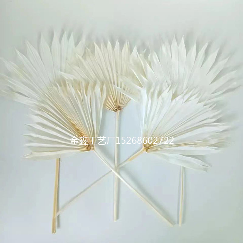 Natural Dried Flower Cattail Fan Plants Nordic Big Leaf Sunflower Palm Leaf Home Decor DIY Wedding