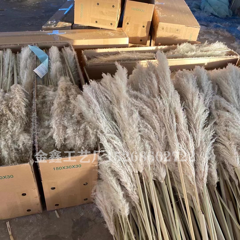 1PC Bulrush Natural Dried Flowers Artificial Plants Branch Pampas Grass Phragmites Fake Flower Wedding Vase Home Decor 1PC Bulrush Natural Dried Flowers Artificial Plants Branch Pampas Grass Phragmites Fake Flower Wedding Vase Home Decor