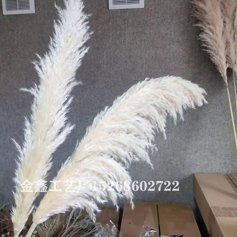 1PC Bulrush Natural Dried Flowers Artificial Plants Branch Pampas Grass Phragmites Fake Flower Wedding Vase Home Decor 1PC Bulrush Natural Dried Flowers Artificial Plants Branch Pampas Grass Phragmites Fake Flower Wedding Vase Home Decor
