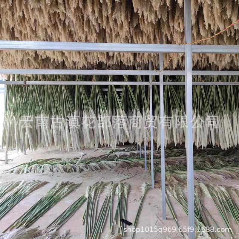Large Reed Dried Reed Flower Wholesale Pampas Grass Internet Celebrity Dried Flowers Wedding Props Soft Window Layout Cross-Border Dried Flowers Large Reed Dried Reed Flower Wholesale Pampas Grass Internet Celebrity Dried Flowers Wedding Props Soft Window Layout Cross-Border Dried Flowers