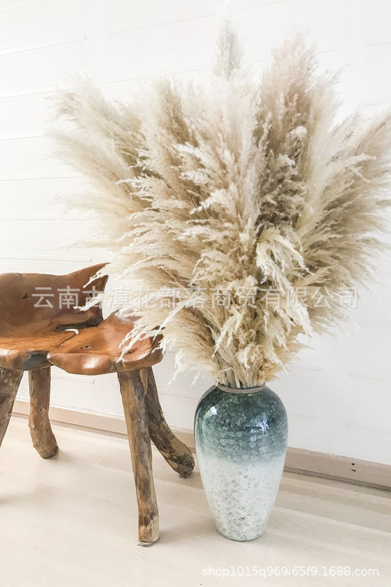 Large Reed Dried Reed Flower Wholesale Pampas Grass Internet Celebrity Dried Flowers Wedding Props Soft Window Layout Cross-Border Dried Flowers Large Reed Dried Reed Flower Wholesale Pampas Grass Internet Celebrity Dried Flowers Wedding Props Soft Window Layout Cross-Border Dried Flowers