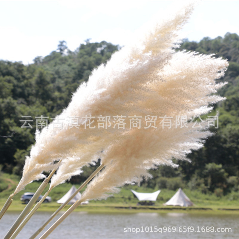 Large Reed Dried Reed Flower Wholesale Pampas Grass Internet Celebrity Dried Flowers Wedding Props Soft Window Layout Cross-Border Dried Flowers Large Reed Dried Reed Flower Wholesale Pampas Grass Internet Celebrity Dried Flowers Wedding Props Soft Window Layout Cross-Border Dried Flowers