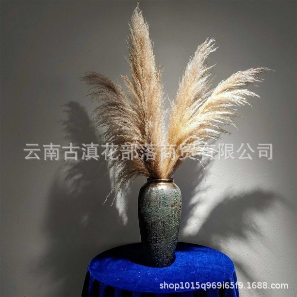 Large Reed Dried Reed Flower Wholesale Pampas Grass Internet Celebrity Dried Flowers Wedding Props Soft Window Layout Cross-Border Dried Flowers Large Reed Dried Reed Flower Wholesale Pampas Grass Internet Celebrity Dried Flowers Wedding Props Soft Window Layout Cross-Border Dried Flowers