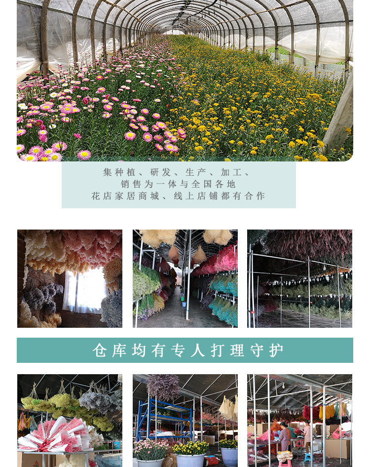 Large Reed Dried Reed Flower Wholesale Pampas Grass Internet Celebrity Dried Flowers Wedding Props Soft Window Layout Cross-Border Dried Flowers Large Reed Dried Reed Flower Wholesale Pampas Grass Internet Celebrity Dried Flowers Wedding Props Soft Window Layout Cross-Border Dried Flowers