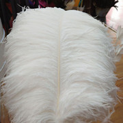 Factory in Stock 50-55cm White Ostrich Feather Wedding Home Furnishing Decoration Flower Arrangement Feather Lamp Color Feather