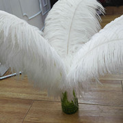 Factory in Stock 50-55cm White Ostrich Feather Wedding Home Furnishing Decoration Flower Arrangement Feather Lamp Color Feather