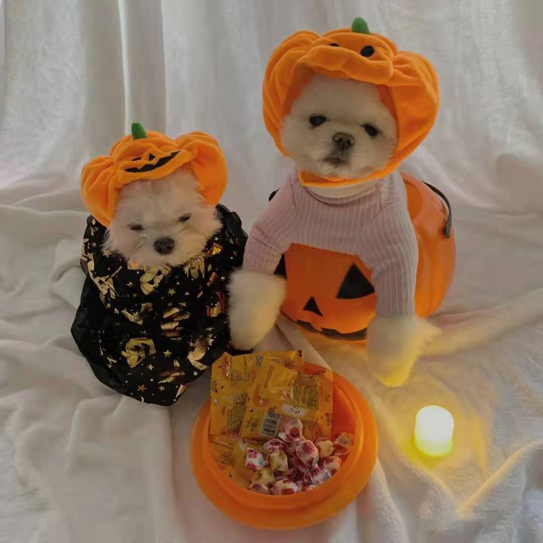 Pet Cat Dog Pumpkin Hat Halloween Ghost Festival Decorative Headdress Supplies Small Medium Large Dog Teddy/French Bulldog Pet Cat Dog Pumpkin Hat Halloween Ghost Festival Decorative Headdress Supplies Small Medium Large Dog Teddy/French Bulldog